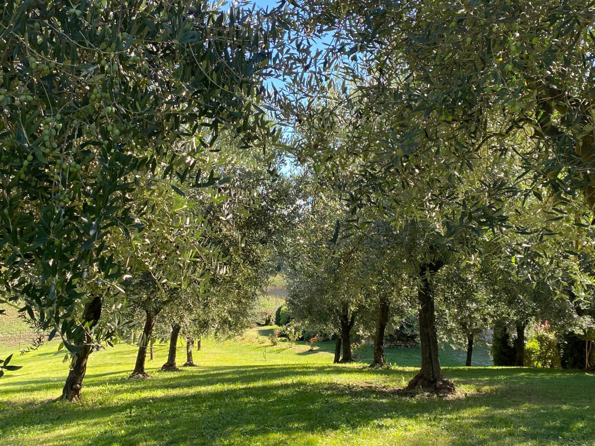 סן ג'ימיניאנו Podere Casanuova מראה חיצוני תמונה