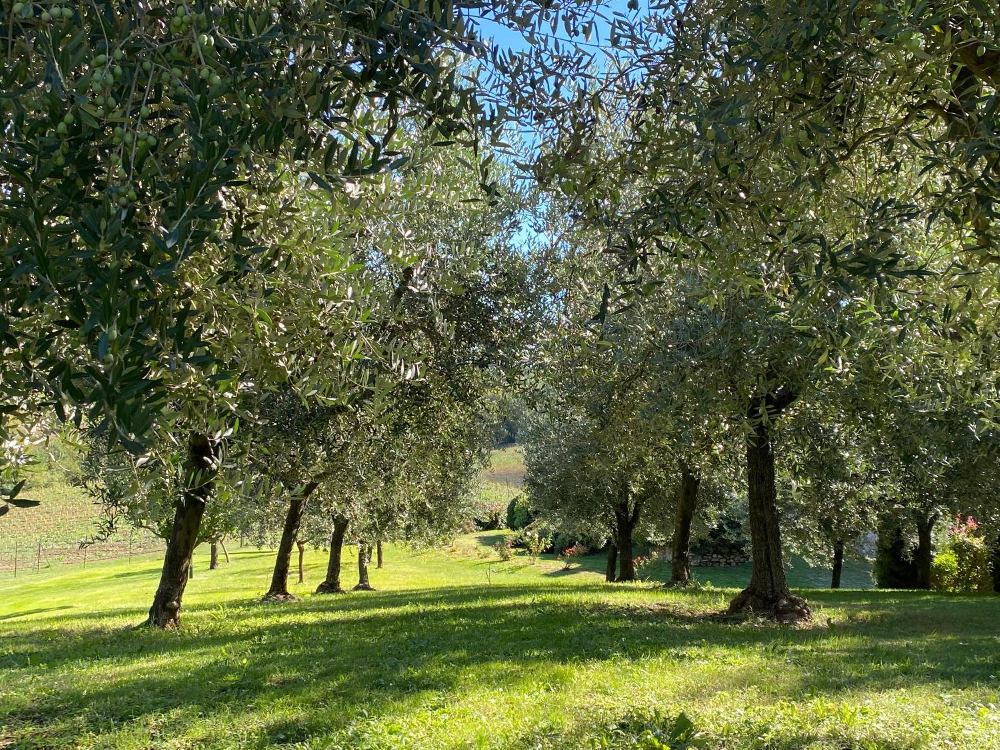 סן ג'ימיניאנו Podere Casanuova מראה חיצוני תמונה